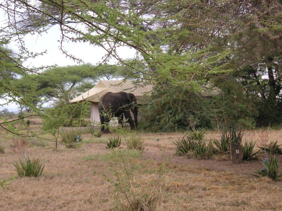 Mapito Tented Camp Serengeti Zewnętrze zdjęcie